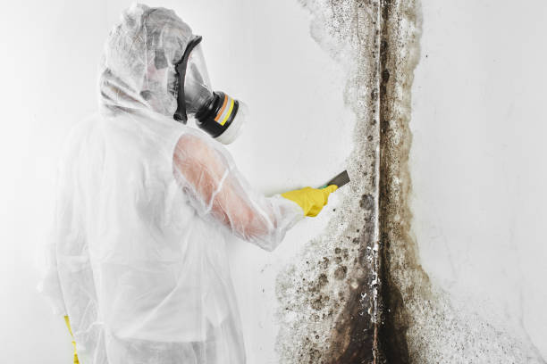Best Black Mold Remediation in Macdonnell Heights, NY